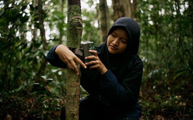 A person attaches a wildlife camera to a thin tree trunk in a forest.