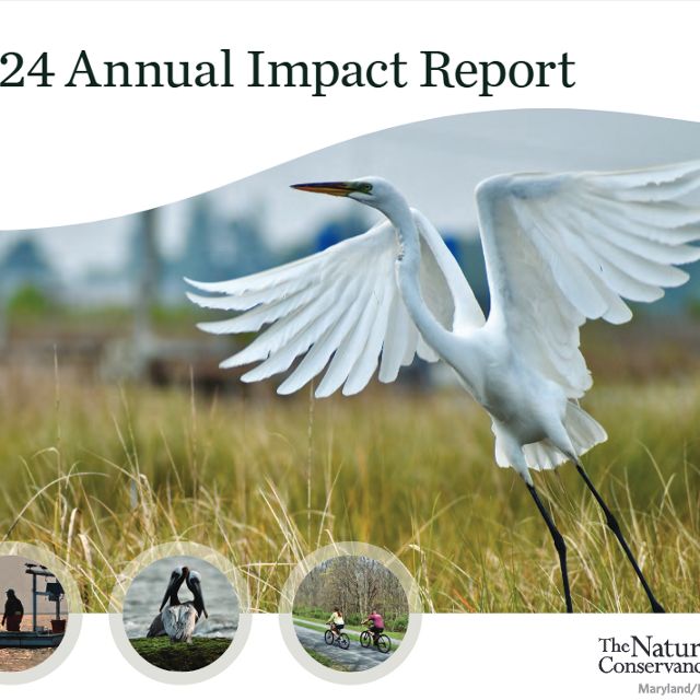 A report cover with the title "2024 Annual Impact Report" features an egret taking flight.