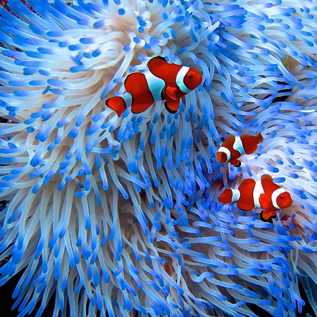 live in the coral reefs off the coasts of Australia.