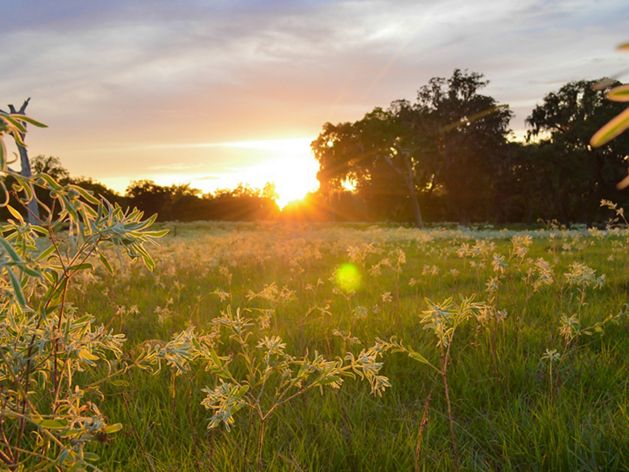 Sunset over a field with trees in background.