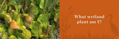 Several bright green pitcher plants growing close together on ground.