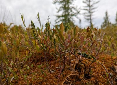 Closeup of leafy plants growing in a bog.