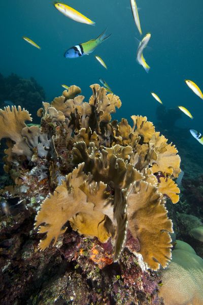 Several small fish swim around a large coral.