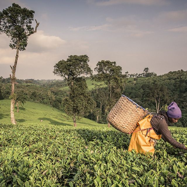 a woman harvesting tea at a hilly tea plantation in Kenya.
